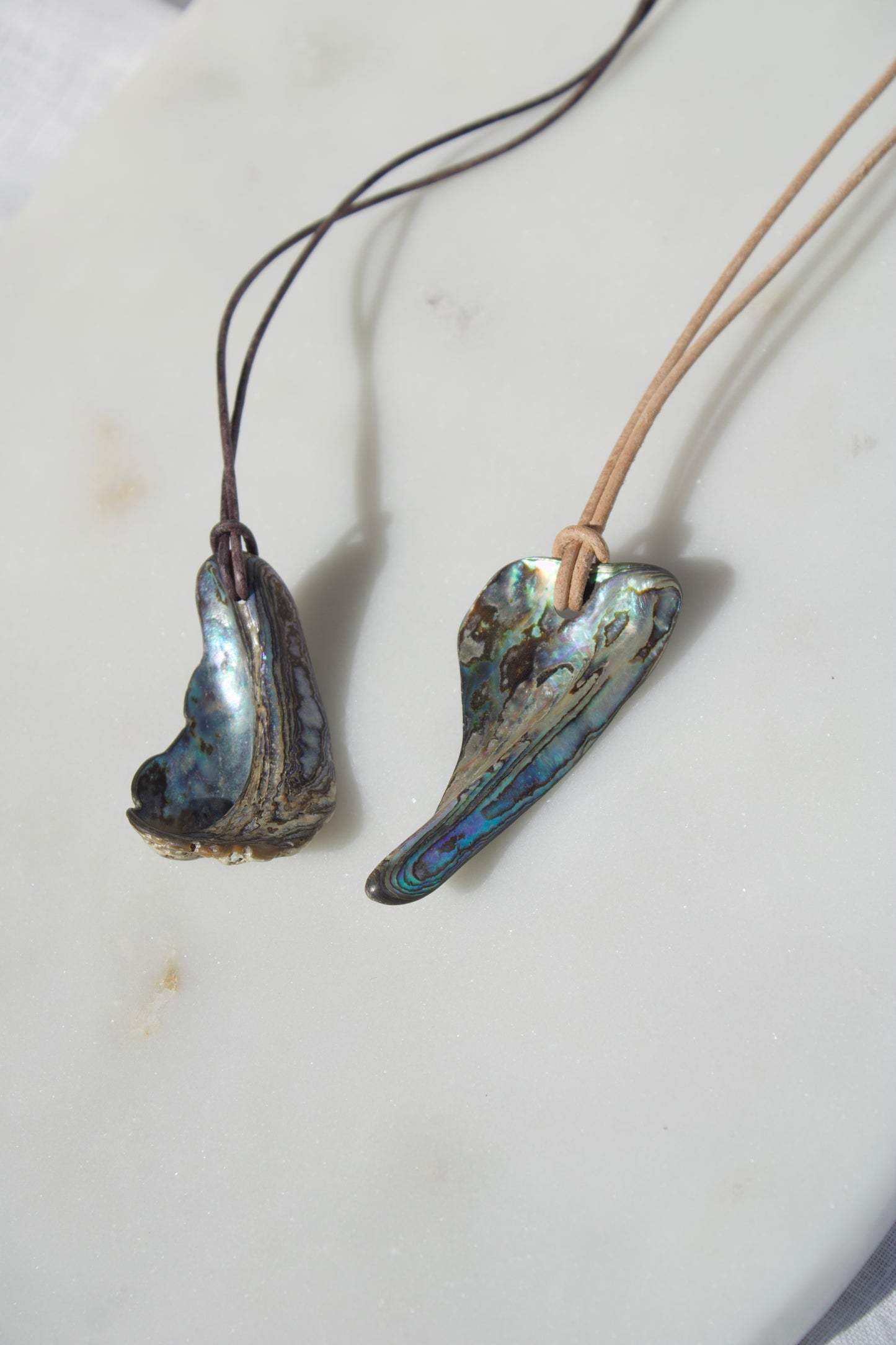 Abalone 1