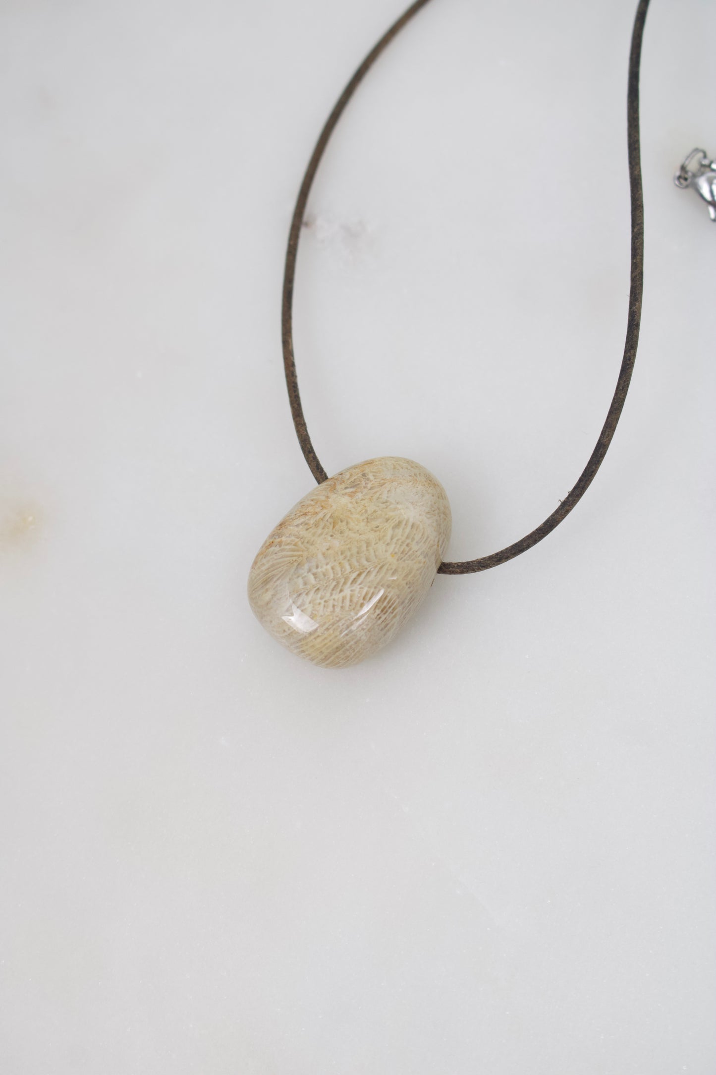 Versteinerte Koralle II